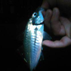 きょうはわいわいアジングの巻